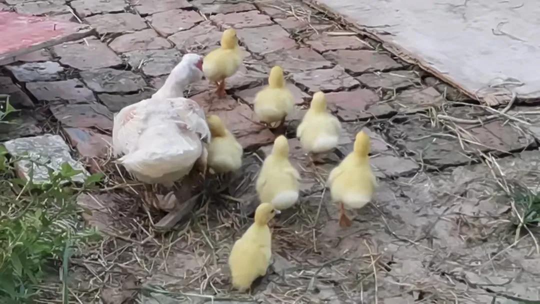 岁月流转，时光飞逝。我们在成长的道路上不断前行，家也在岁月的洗礼中渐渐老去。
