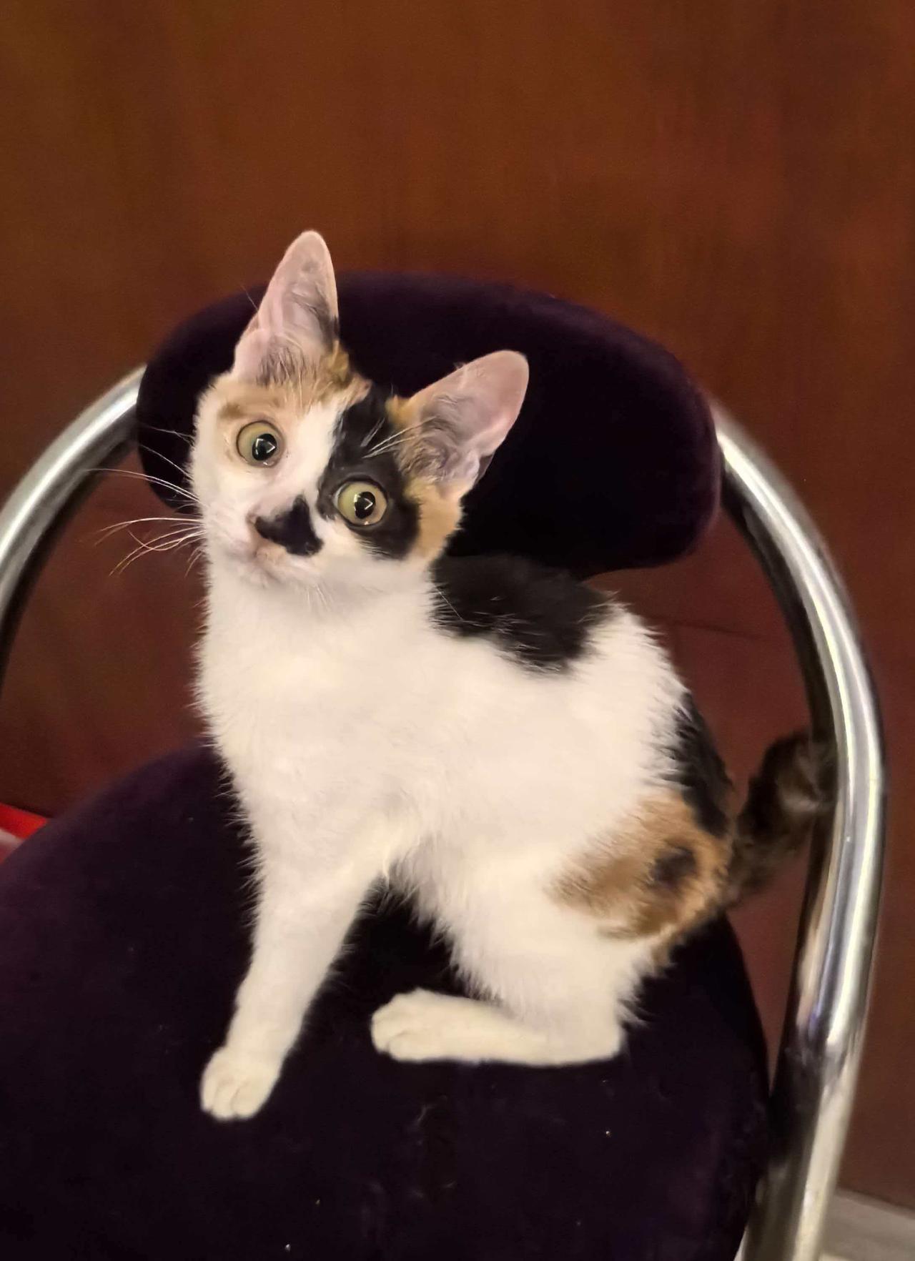 珠海，救助的三花猫寻找爱心领养
三花猫琪琪，5个月，母，未绝育，已打2针疫苗，已