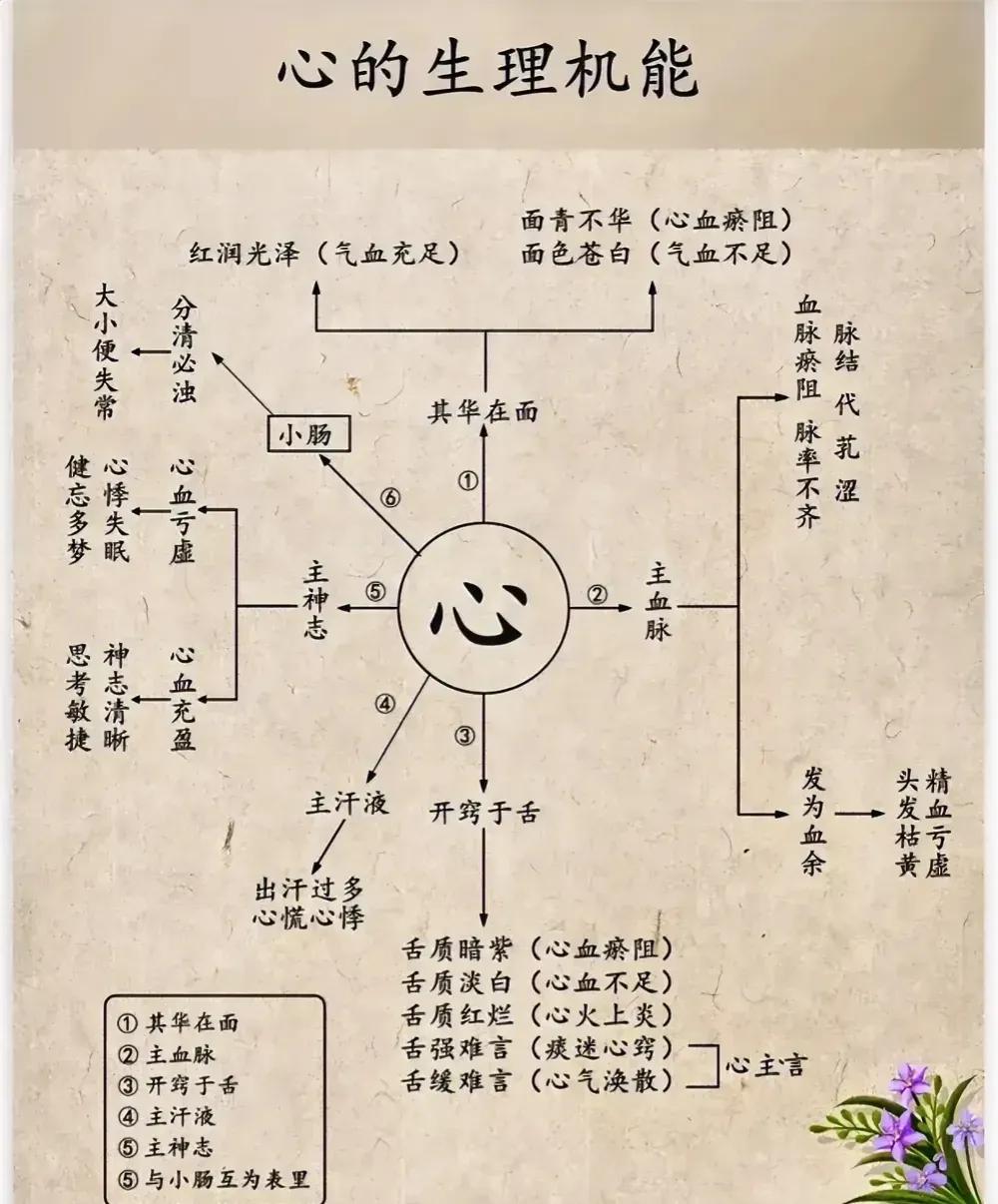 你是否知道，中医所说的“心”其实是一个功能强大的“君主之官”？今天，就让我们一起