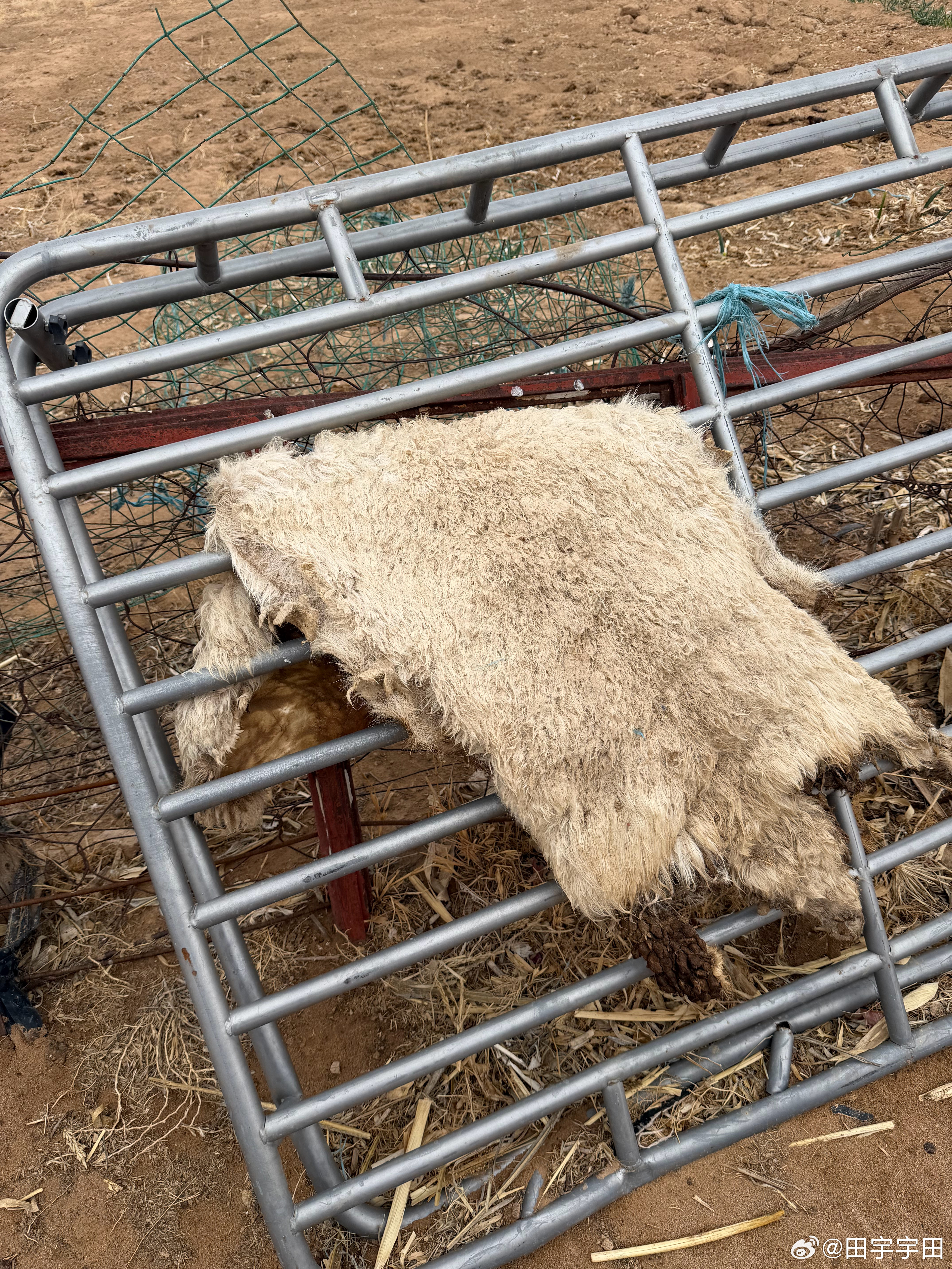 好惨的羊羊🐑这就是命啊……第一张图叫什么有人知道吗？美食分享 阿拉善