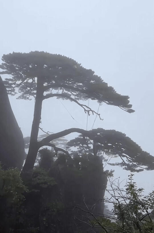 别的树靠自身硬抗狂风，安徽黄山迎客松直接全套“安全绳”装备加持。千年顶流，待遇全