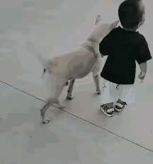 狗子也会欺负人啊[呲牙]