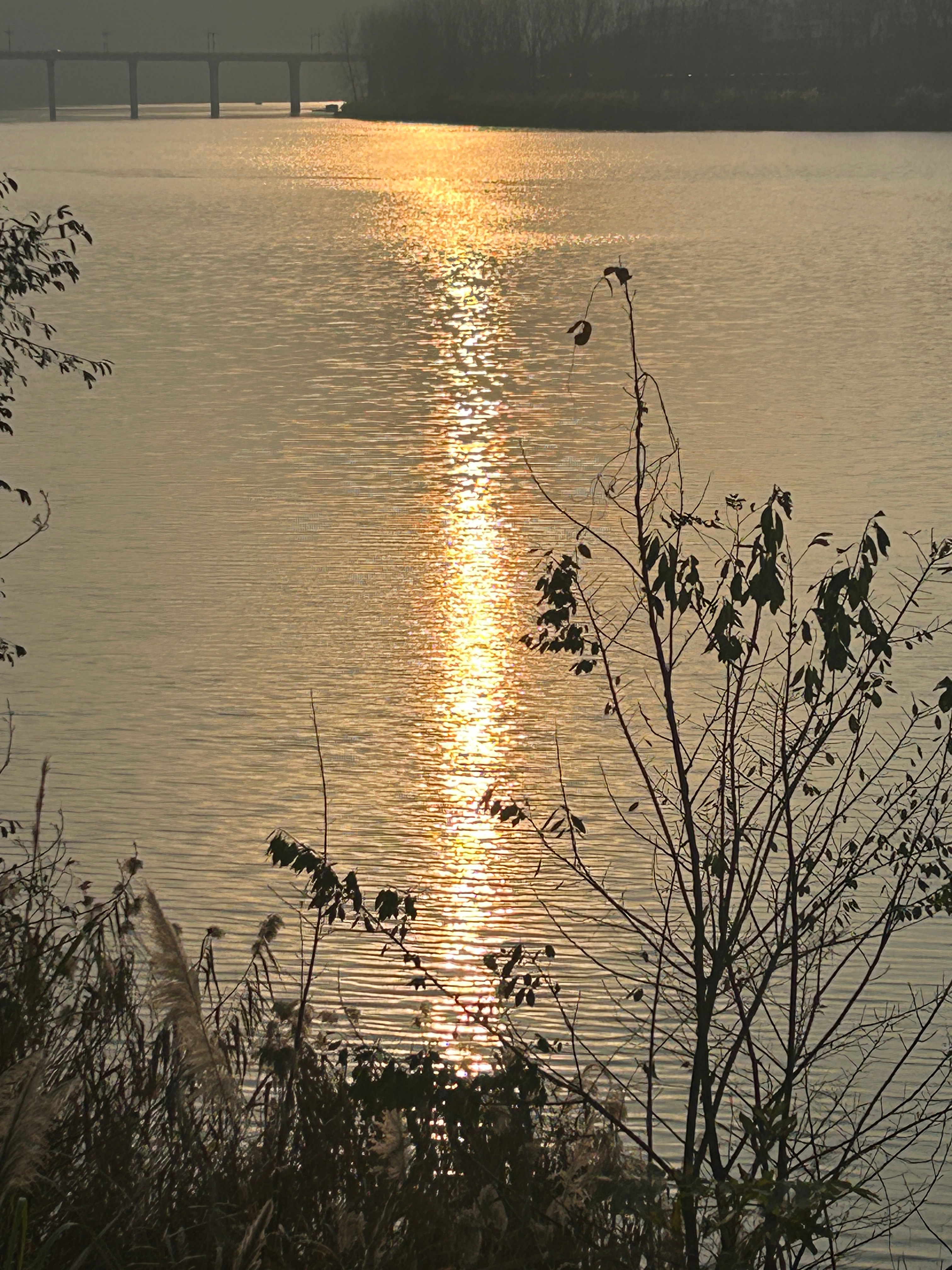 随手拍落日把江面揉成了碎金风掠过草木时连时光都慢了下来 