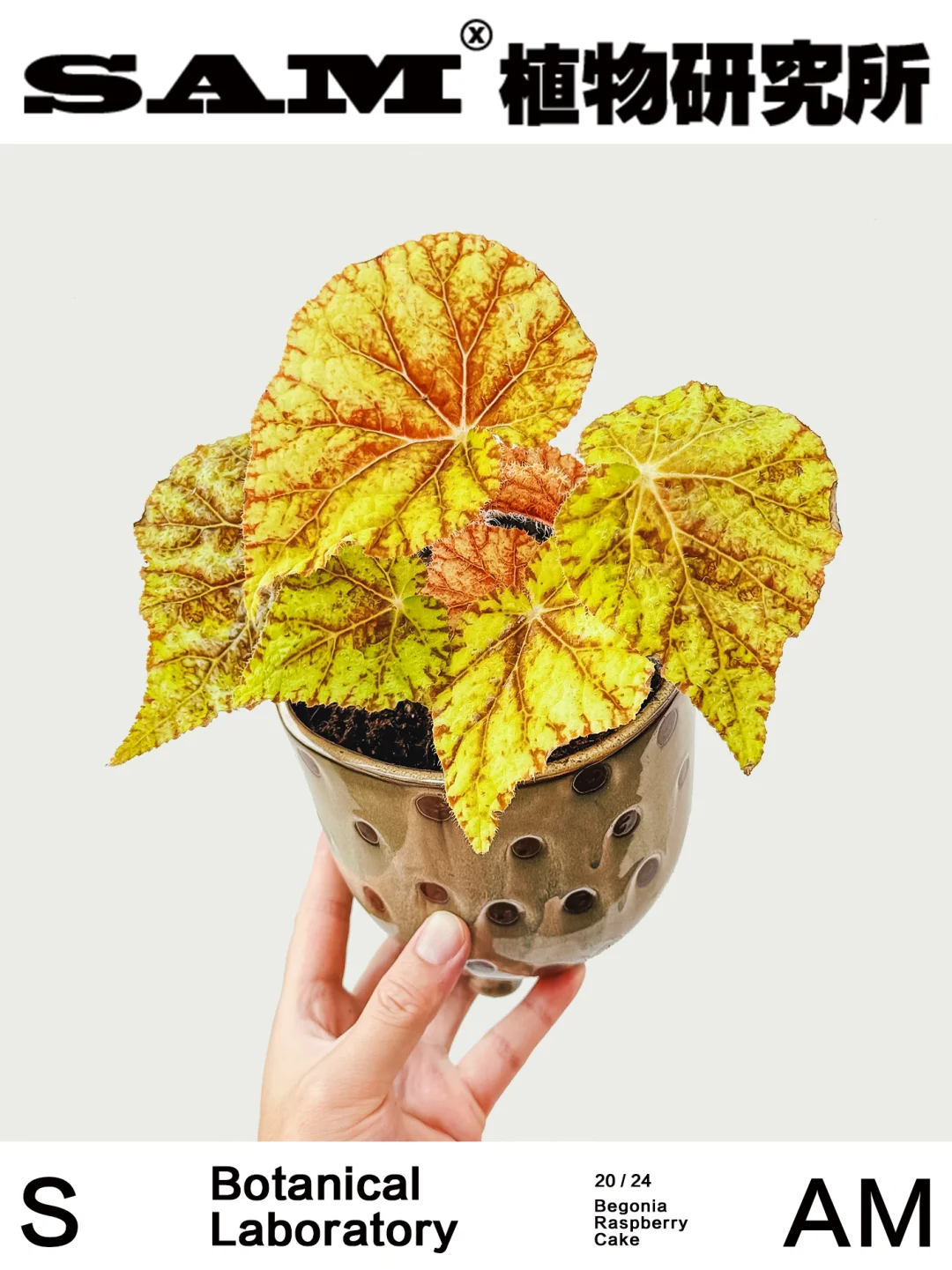树莓蛋糕｜Begonia Raspberry Cake