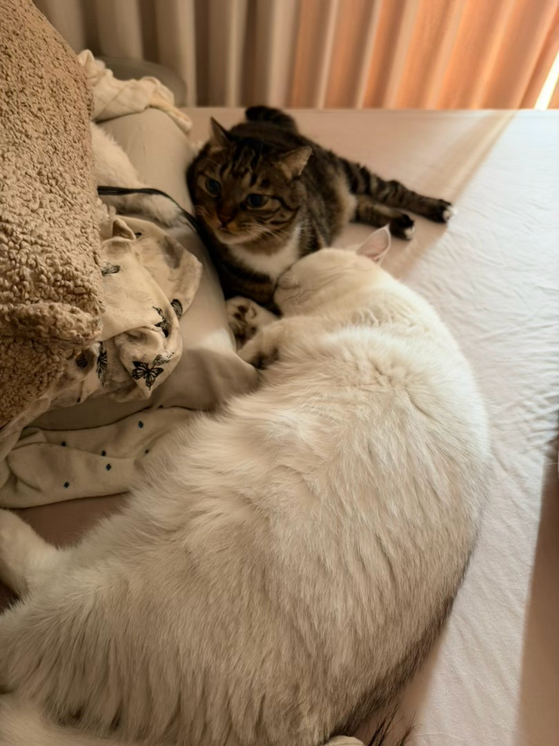 这是猫啊？ ​​​