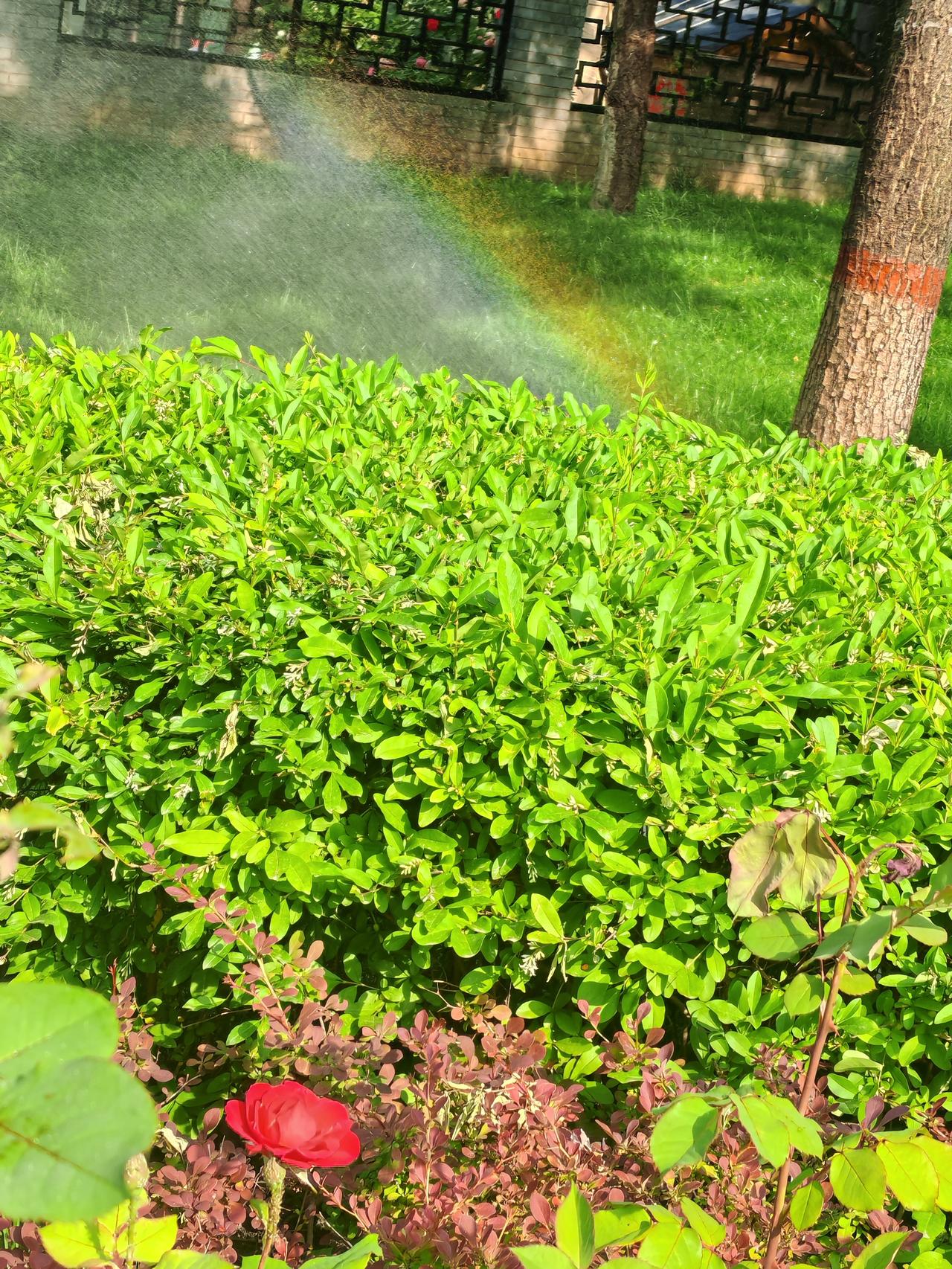 早起晨跑，路过小区绿化带，正在喷水，猛一看，竟有彩虹一般的美景。
没错，就是彩虹