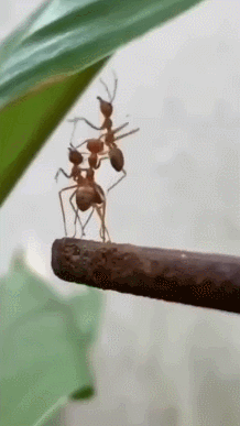 你以为的轮动：
科技 → 周期 → 红利 → 医药 → 消费
实际的轮动：
光模