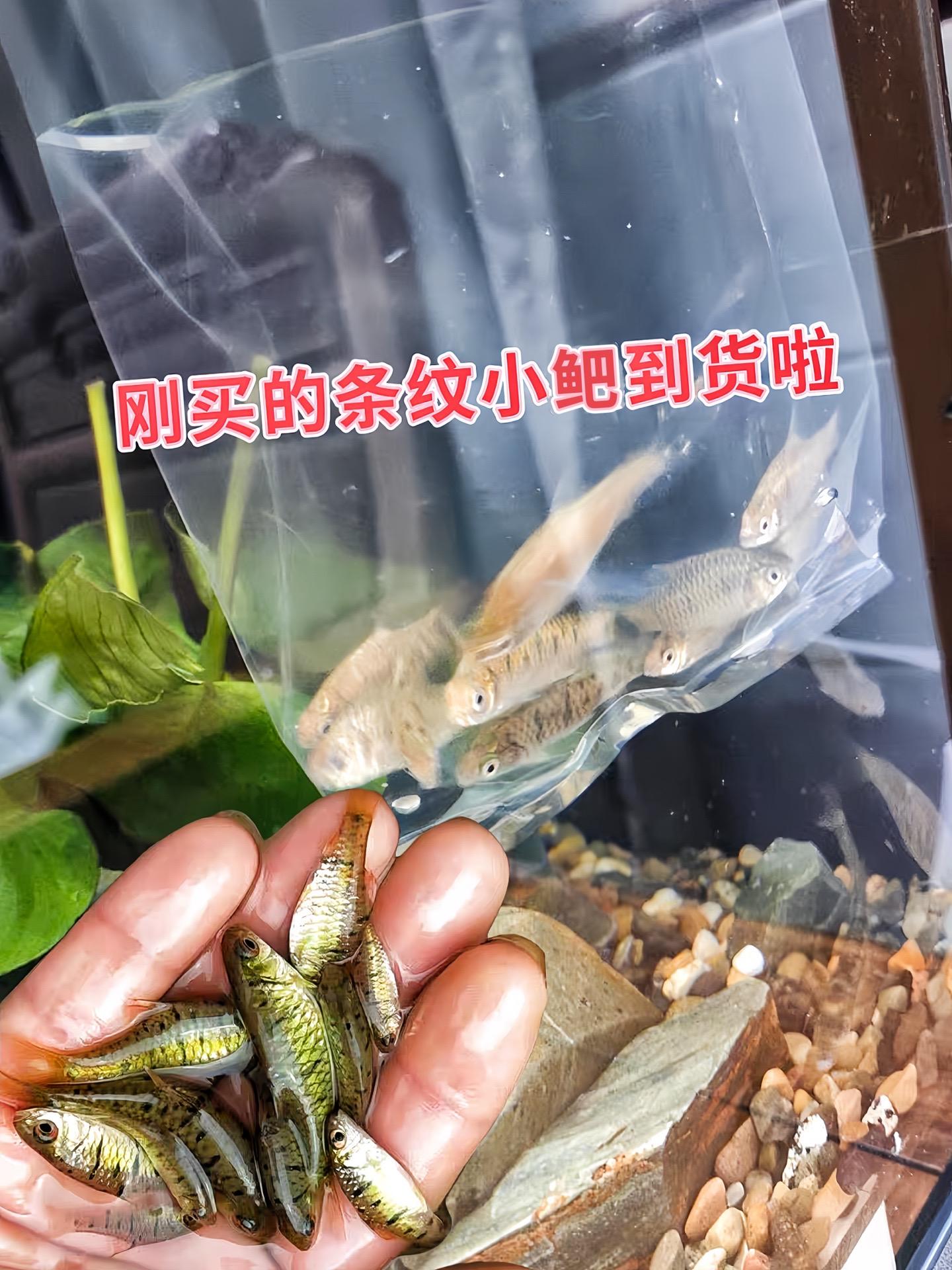 好养易活的观赏鱼，不用打氧就能养，好看又耐活，新手易养