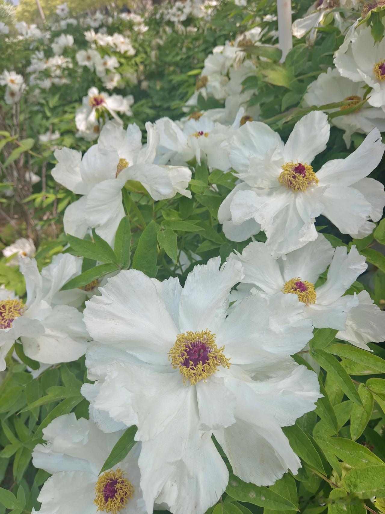 《暮春，白芍药的私语》

 [微风][微风][微风]
暮春的风，褪去了最后几分燥
