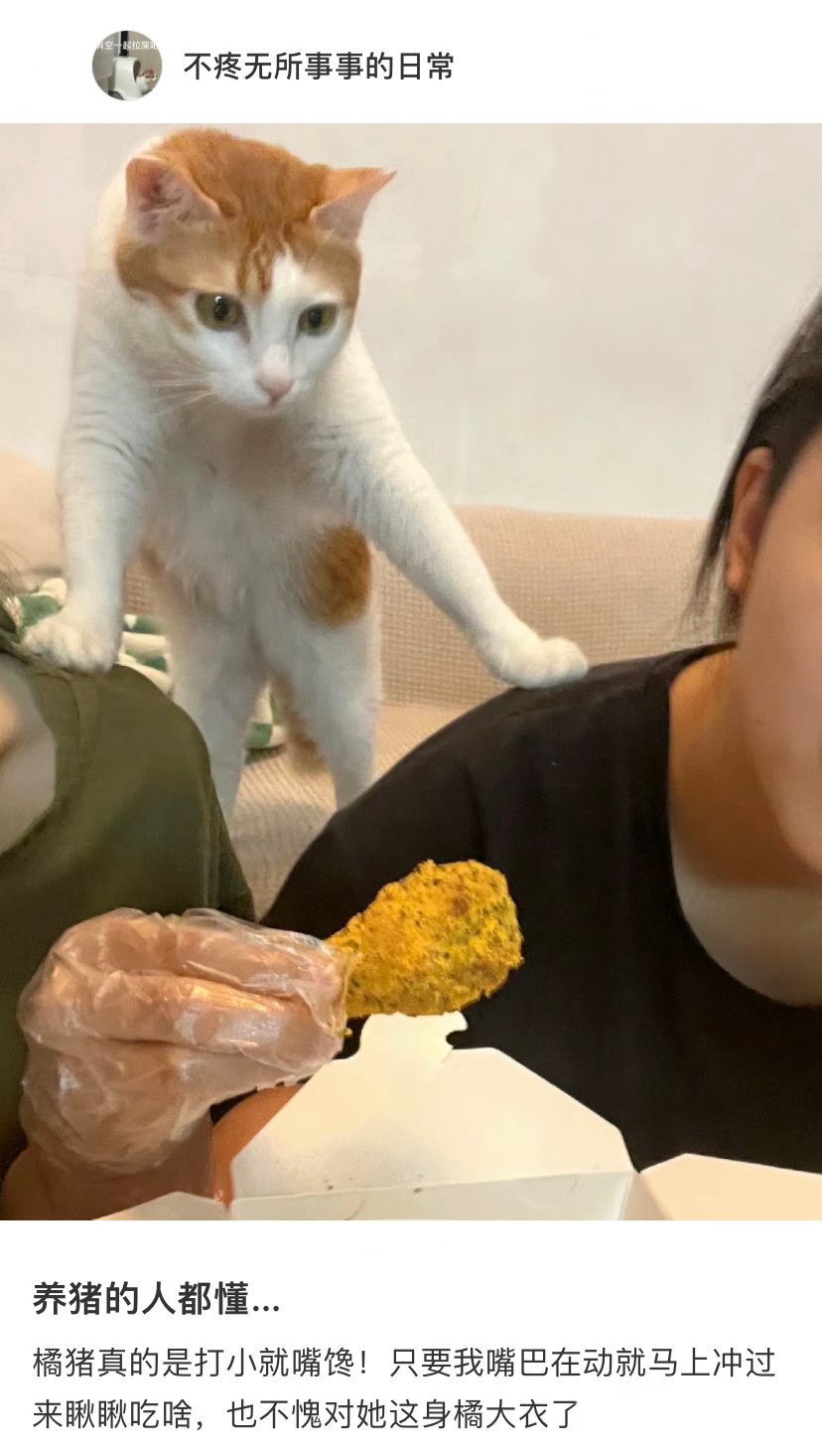 养猫人吃饭时的专属仪式——拦猫 ​​​