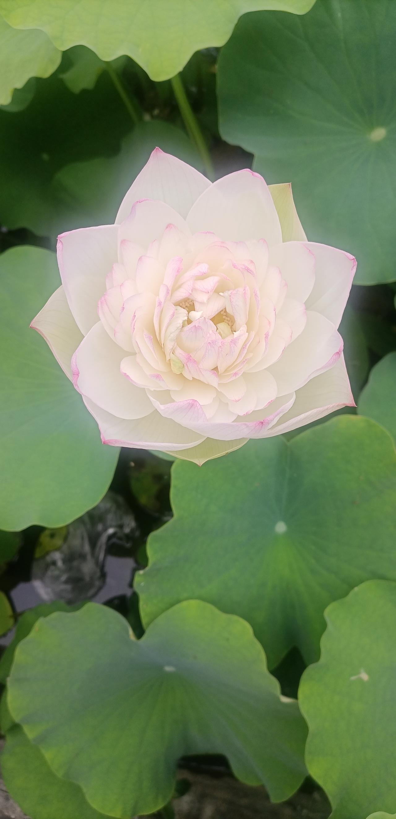 【夏之韵·自在绽放独属于自己的繁盛光彩】分享夏天荷花
莲花池内，绿叶丛中，一朵朵