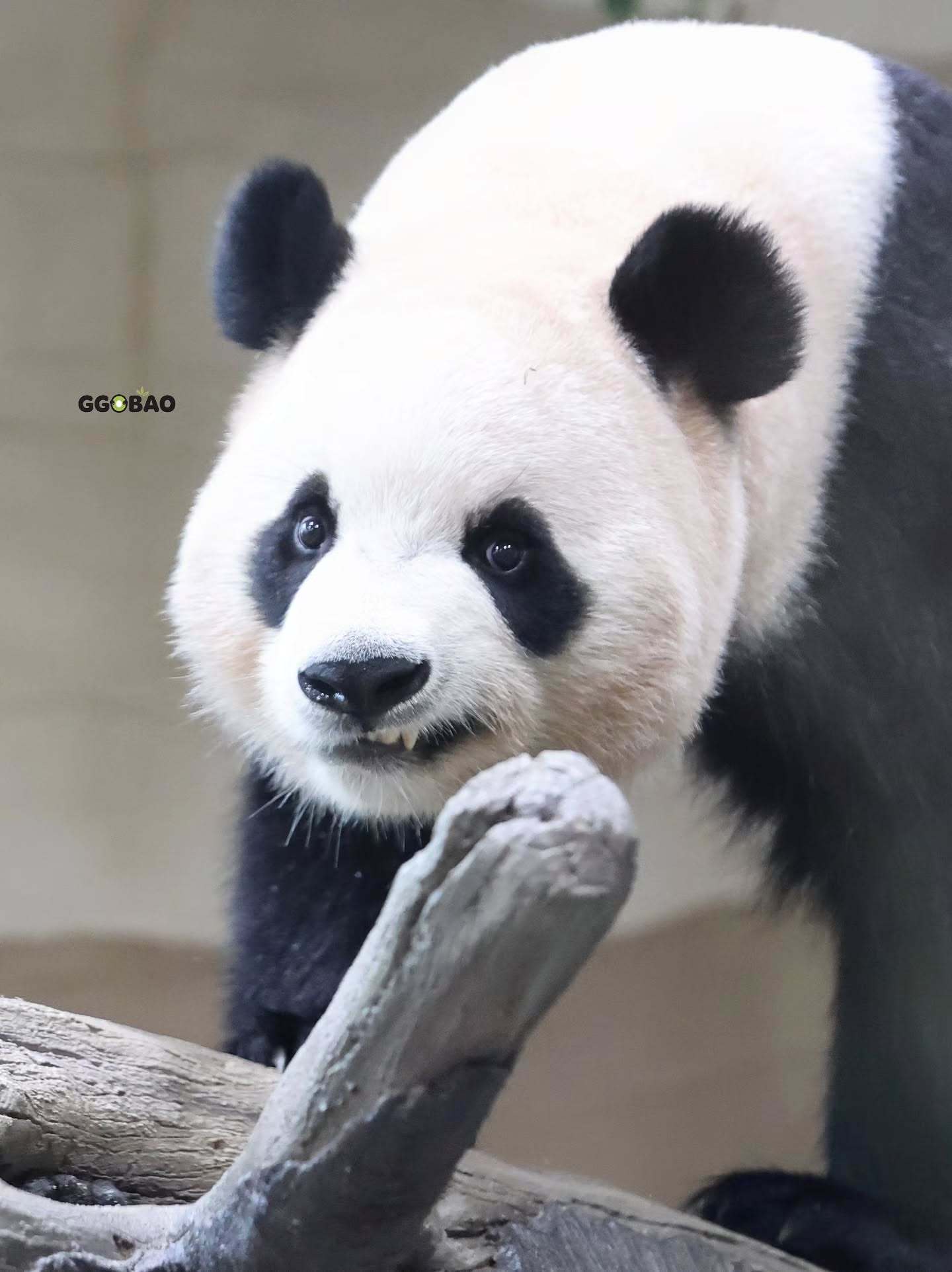 大熊猫睿宝辉宝[超话]  cr:ggo.bao小猛兽睿呀哎呀，好可怕🤭2610