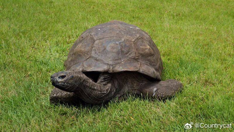 194岁巨龟“乔纳森”被误传死亡 假兽医发讣文骗加密货币BBC也中招海外新鲜事 