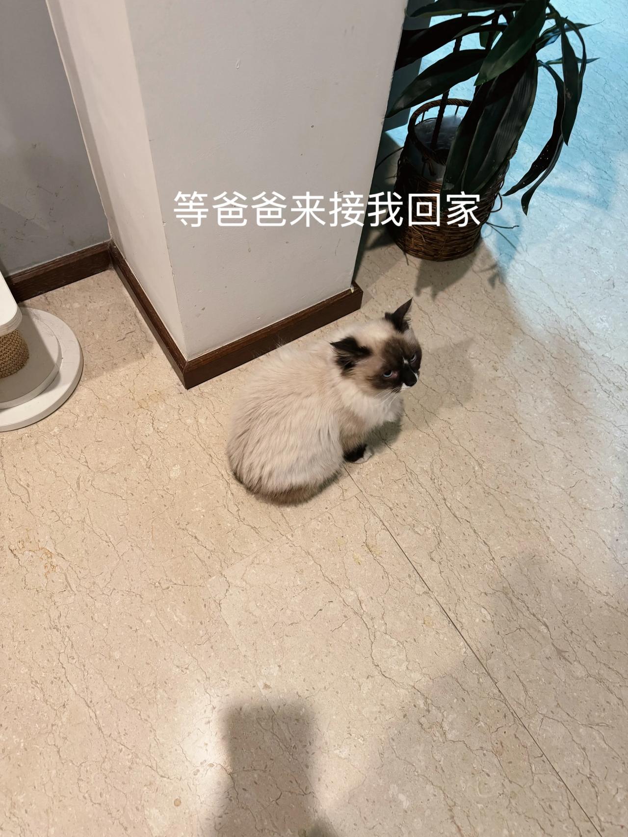 小布布终于有点猫样了😊
萌宠