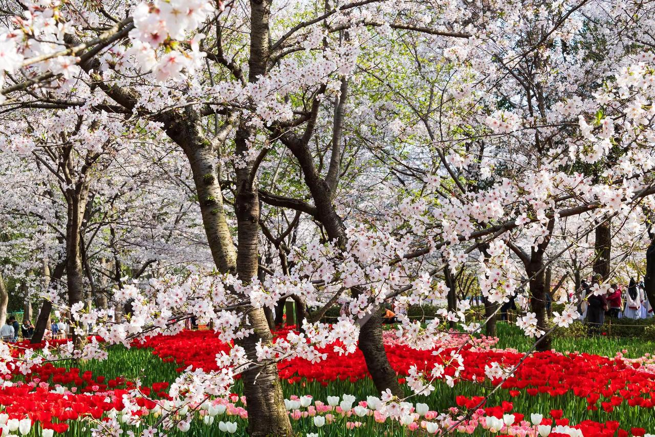 武汉东湖樱花园。武汉东湖樱花园
