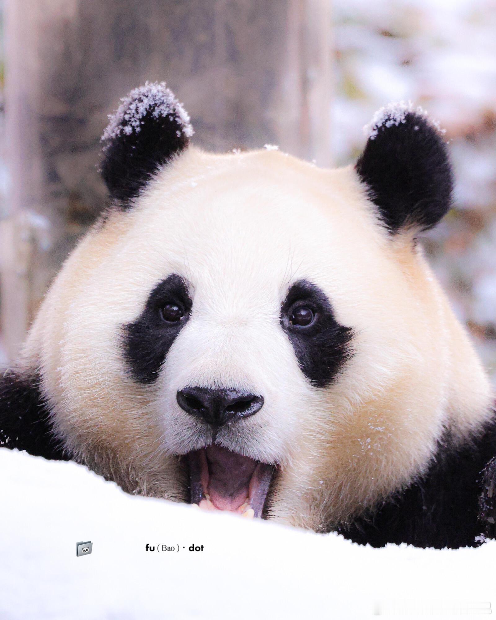 雪地里的小精灵福宝 