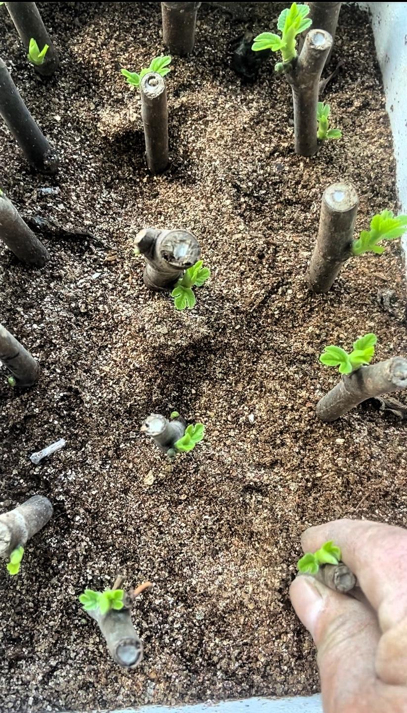 无花果营养丰富、口感好，一般采用扦插繁殖。剪枝时间很关键，采集枝条最好在秋后树液