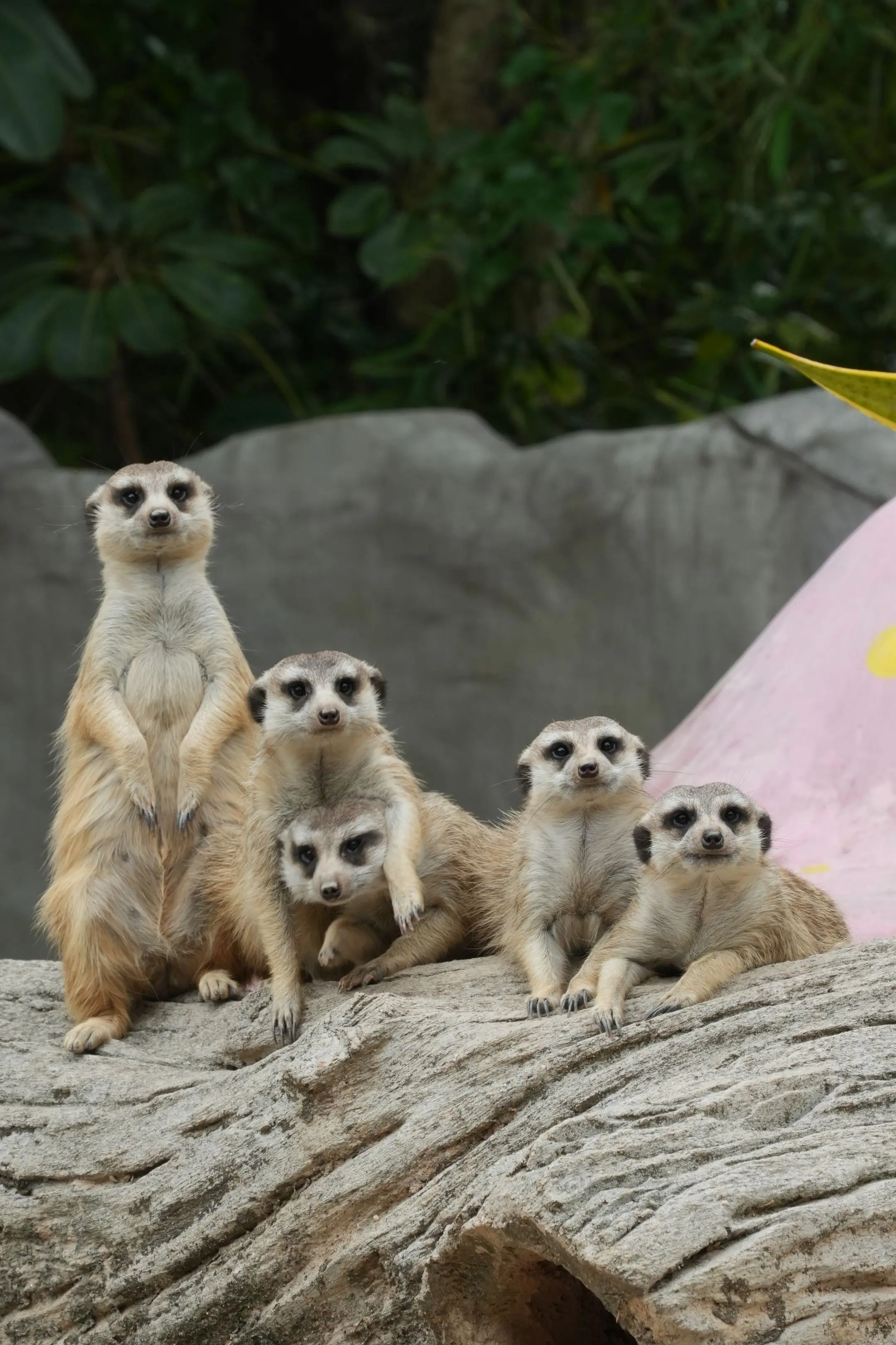 狐獴：再压我就长不高了！