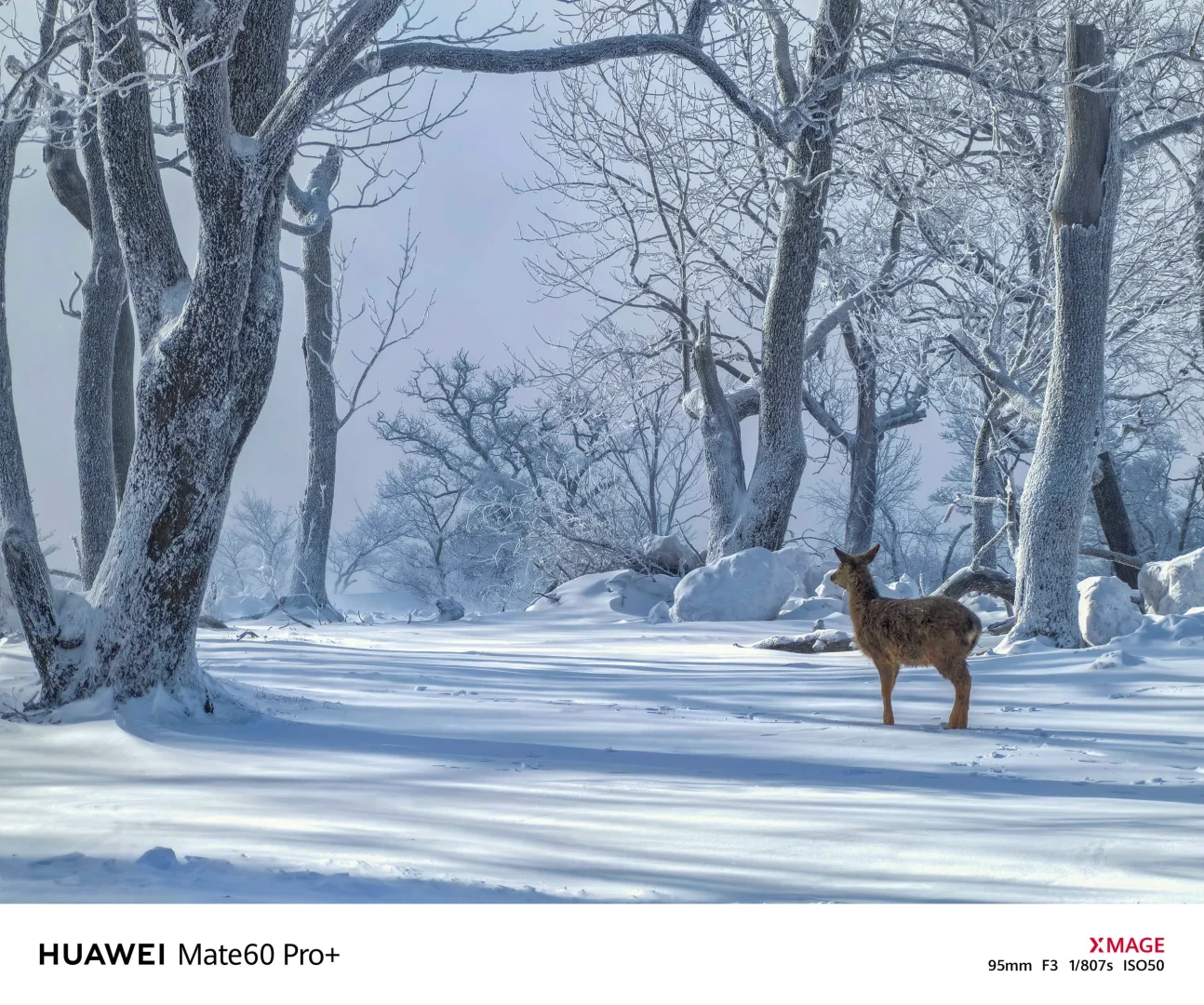 🌟华为Mate60系列，捕捉森林中的鹿光奇遇✨