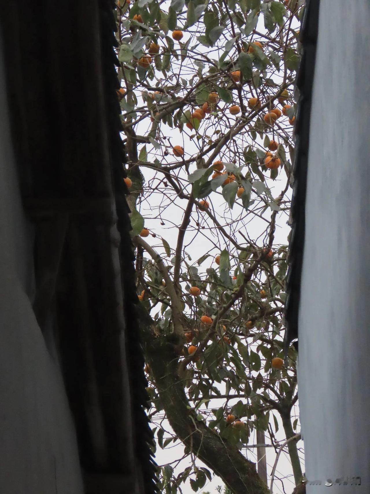 绿树橙黄间，秋意入画帘。
北仑西岙柿子红了