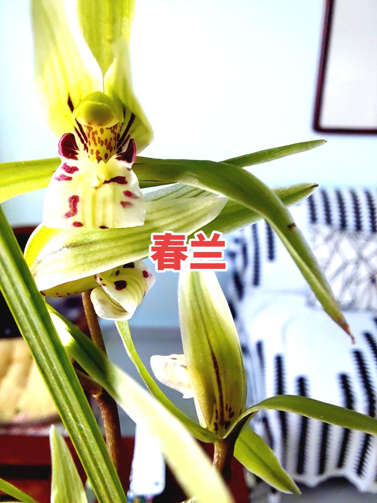 精品兰花 兰花种植 兰花欣赏 原创作品 兰花