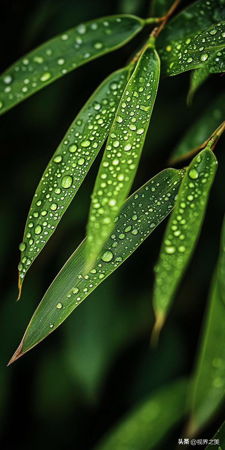 雨后的竹叶上挂满了水珠，一颗颗亮晶晶的，像小珍珠似的，看着特别清新舒服，感觉空气