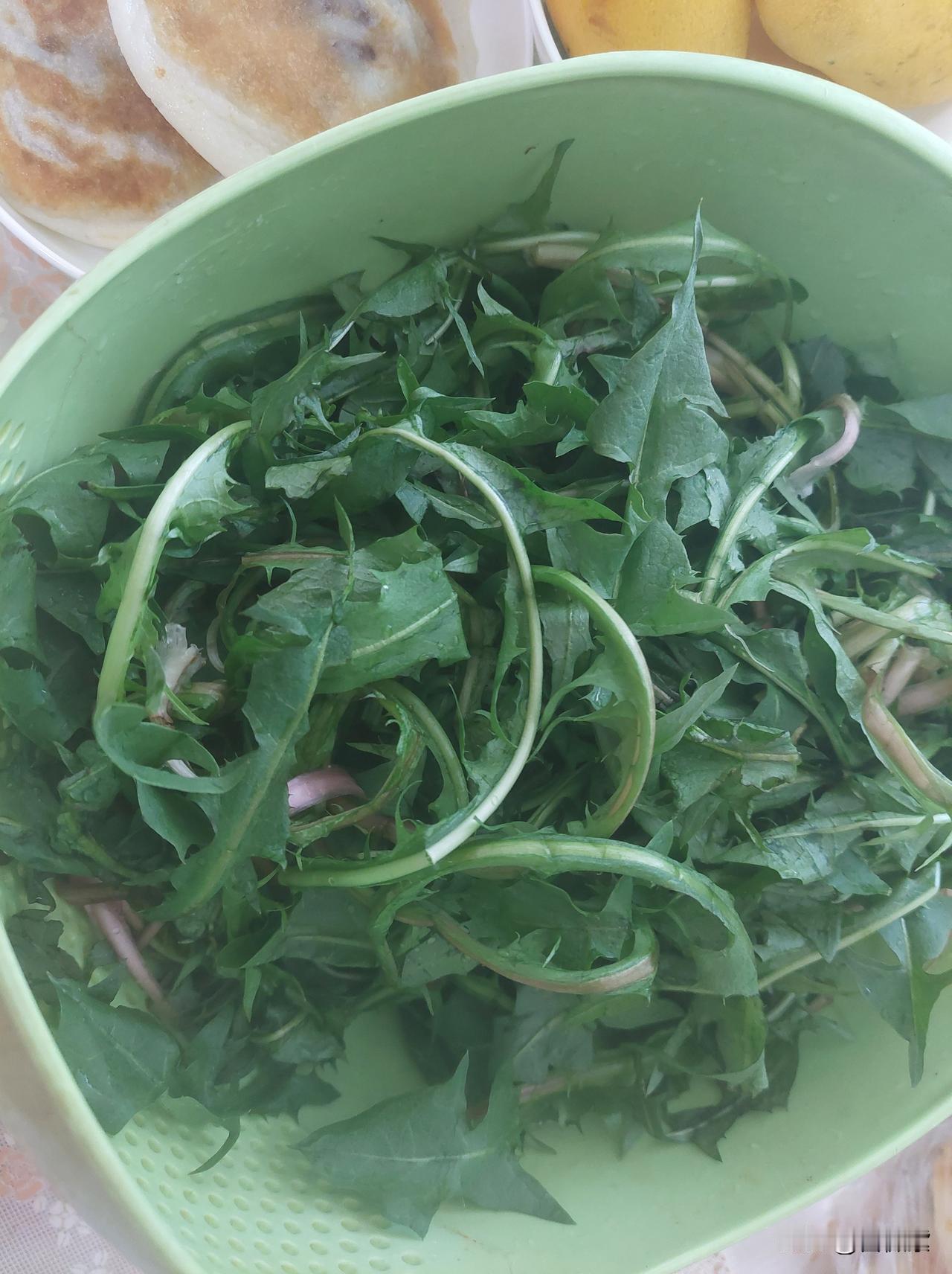 春天喜欢踏青，吃青儿。

这婆婆丁儿，是G哥朋友送的，直接告诉是种植的，非野生。