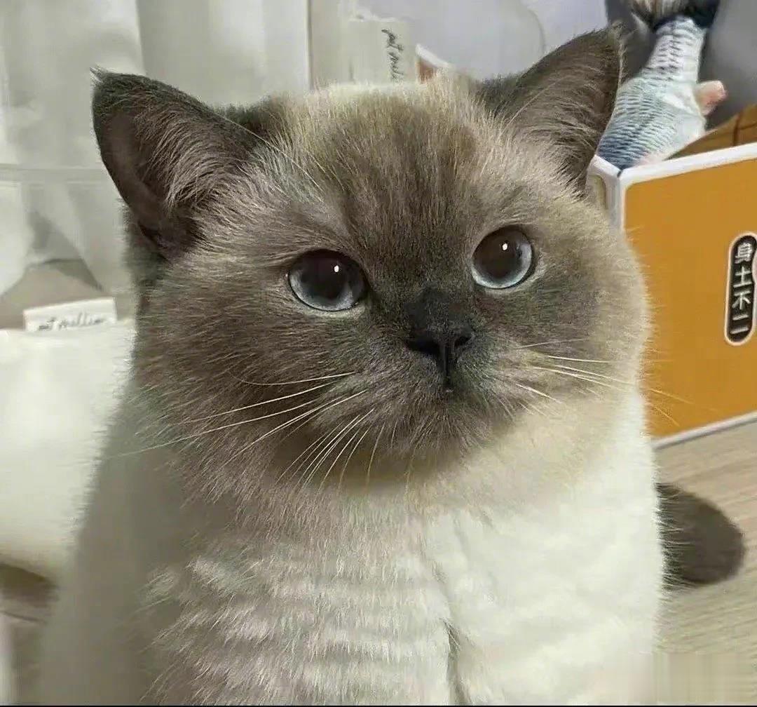 生气的小黑胖子～