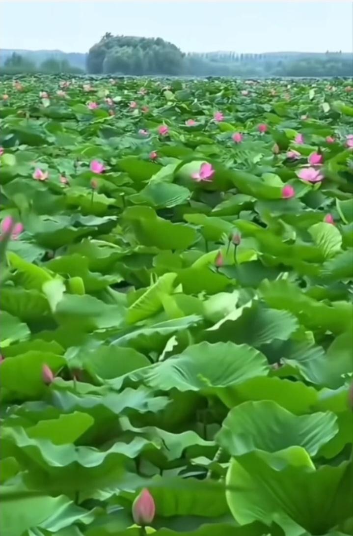 七律  只此青绿


绿杨村里夕鸣蝉，
一抹平畴青过川。
鹭入翠屏林郁郁，
桥牵