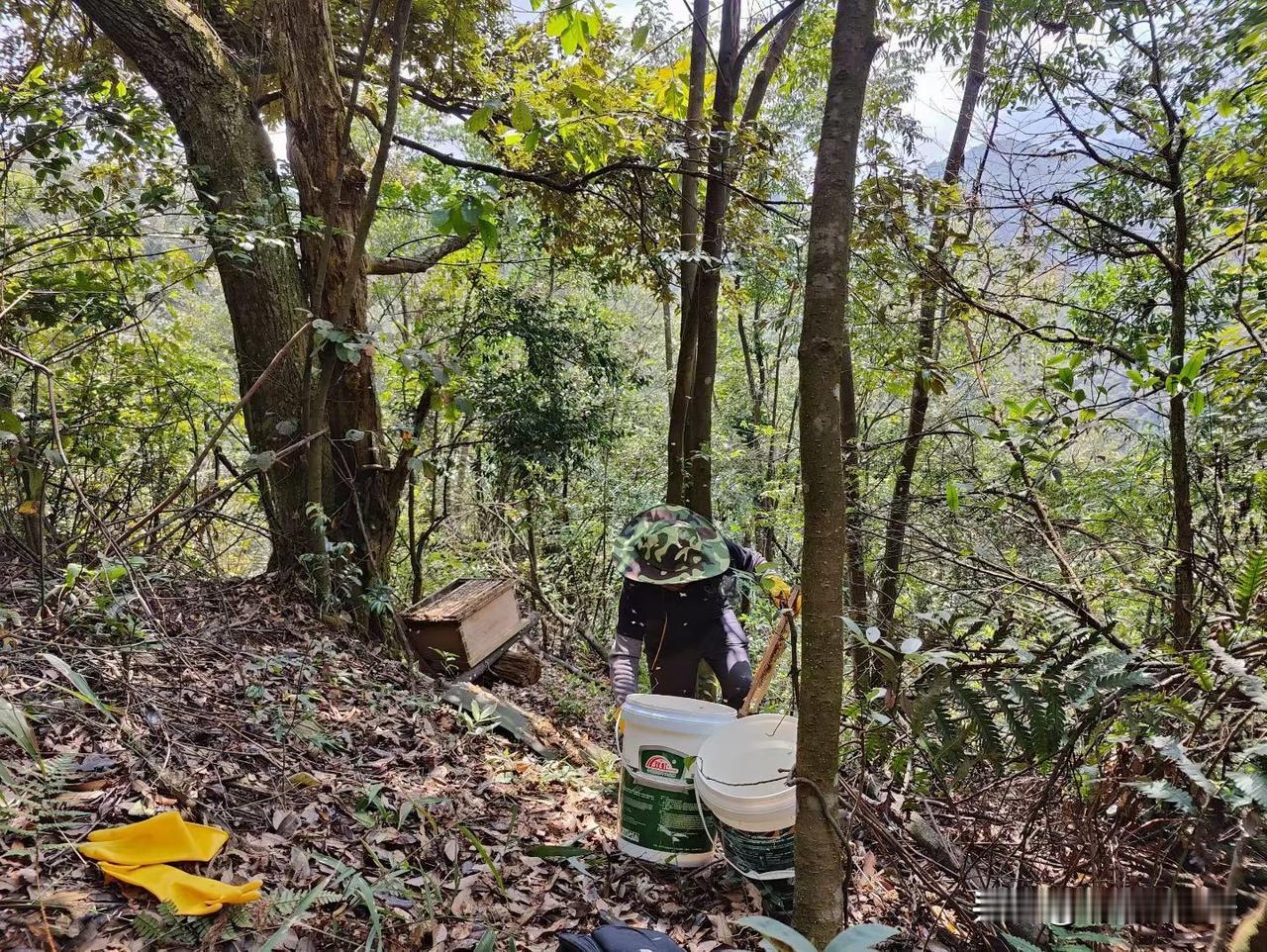 现在在老家养蜂有前途吗？