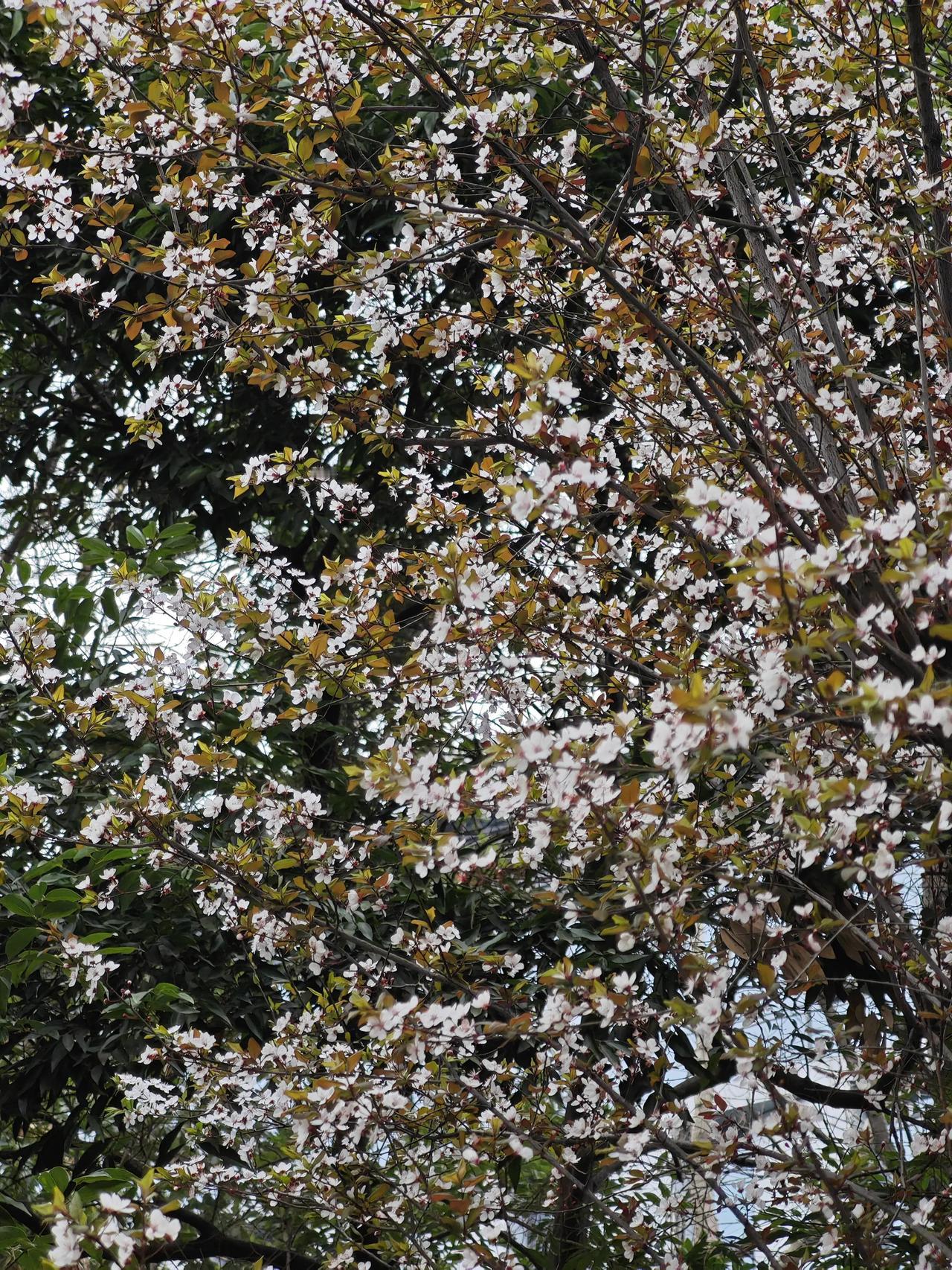 成都的绿化就是无人能敌