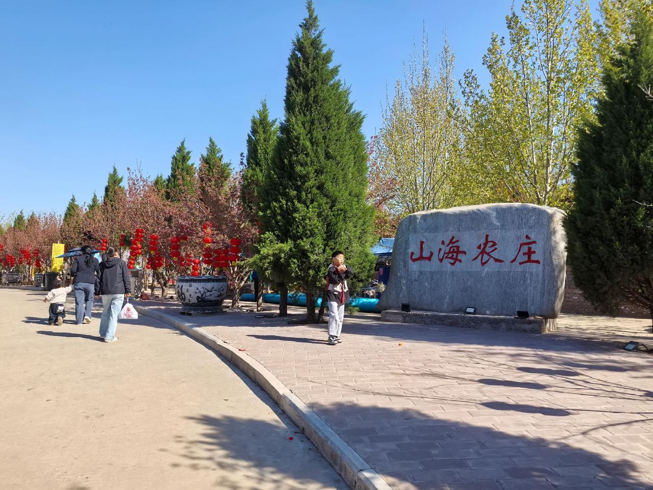 伦掌山海农庄樱花苗木种植 蒙驼山