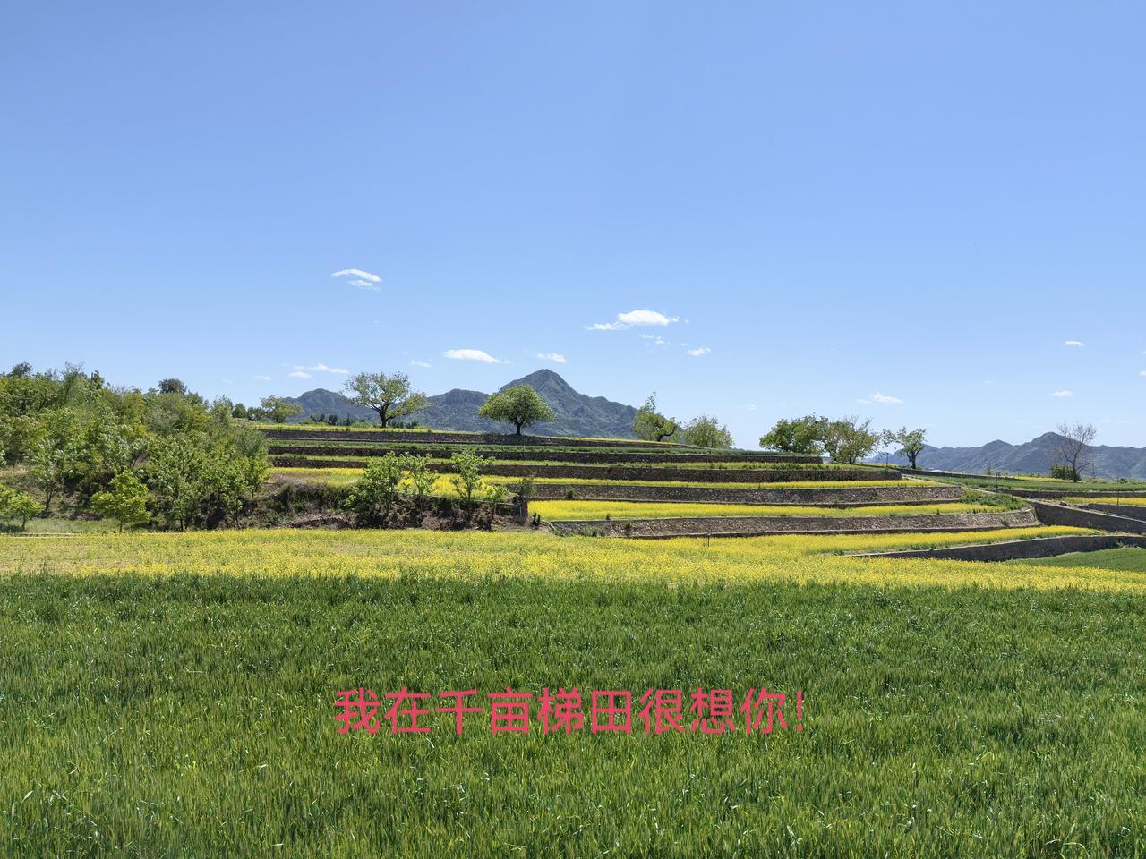 今日分享随手拍照片千亩梯田油菜花与绿油油的小麦互动
