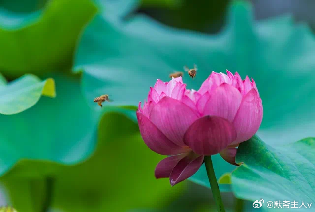清晓·默斋主人原创自由诗晨露在叶尖辗转，昨夜轻叹折作一纸扁舟。循着茶烟漫开的水径