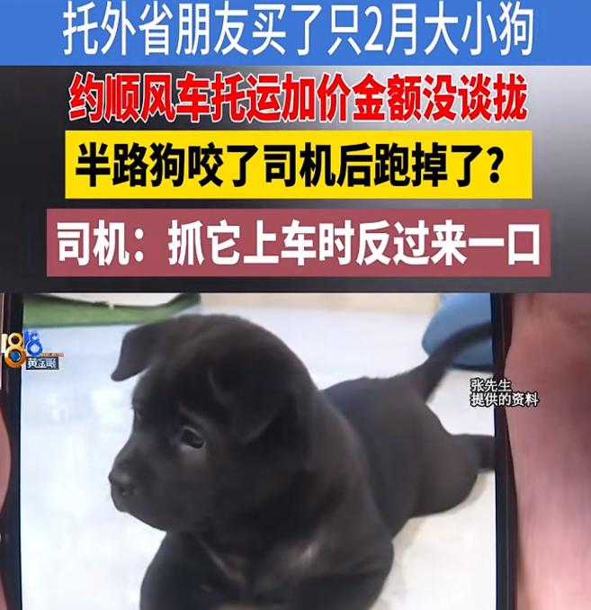 浙江海宁，男子花500元在镇江买了一只田园犬。同时，某平台上找了一辆顺风车，将小