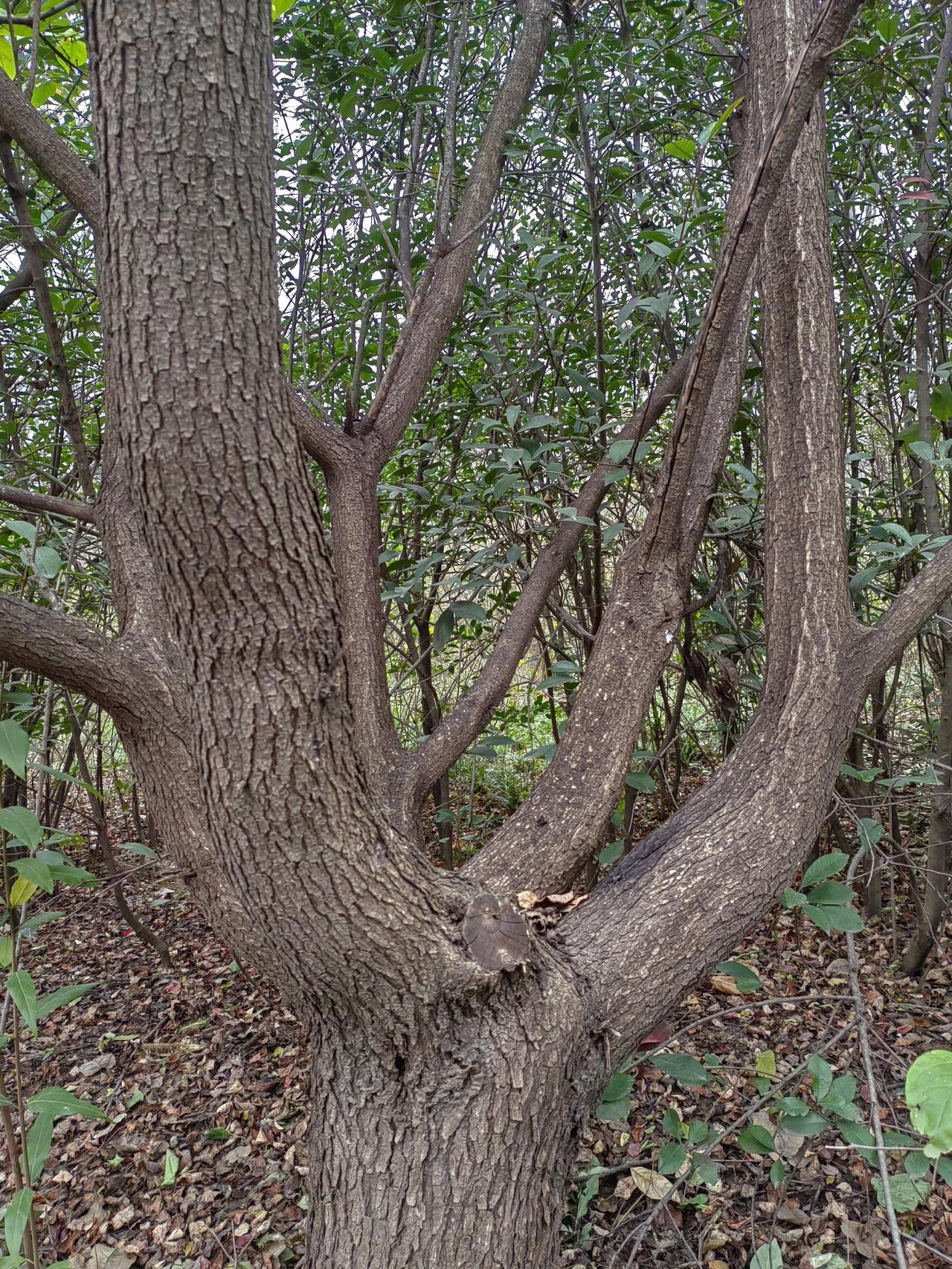 李自成打不下开封，一是城墙坚固，二是守将坚强，三是农民军不专业。最后一点极为重要