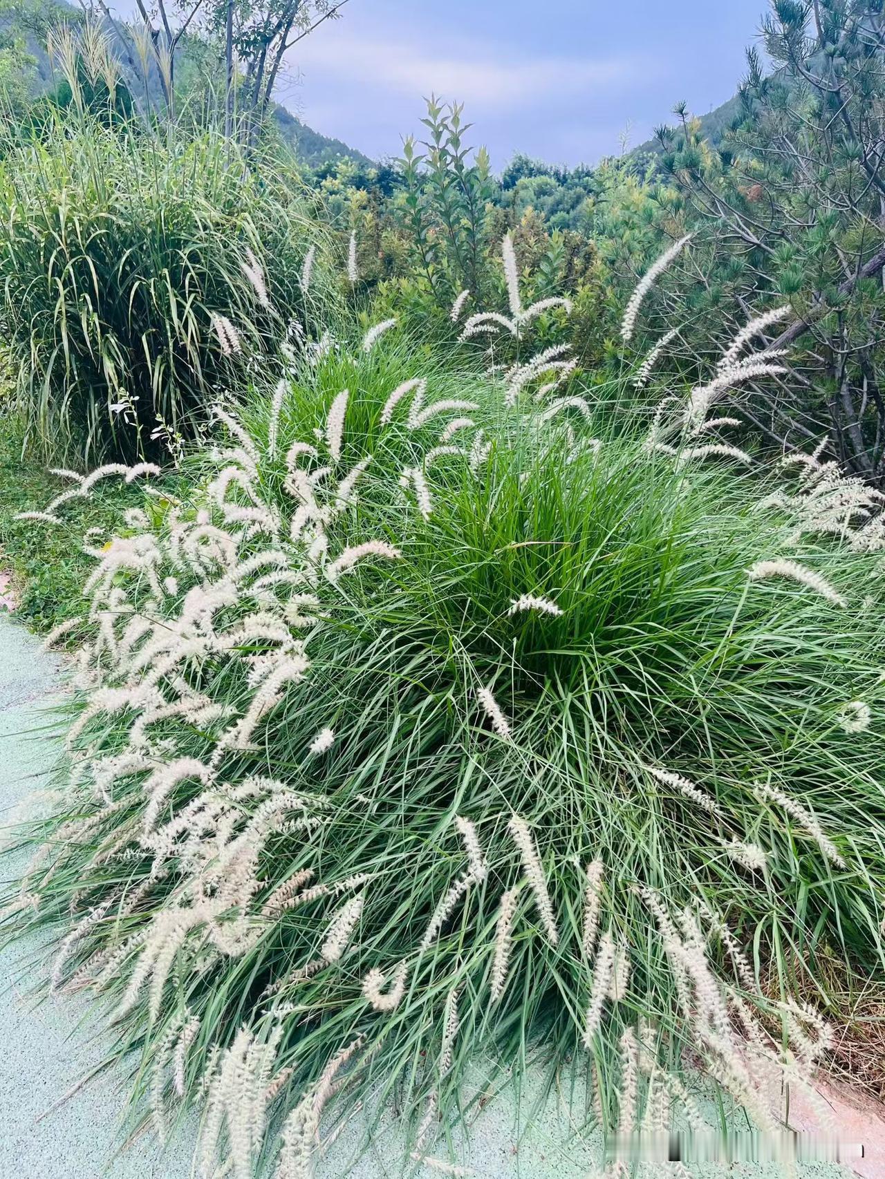 佛慧山的花花草草