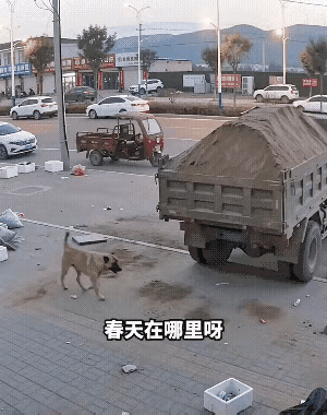 狗出来还不忘骂两句[捂脸][捂脸]