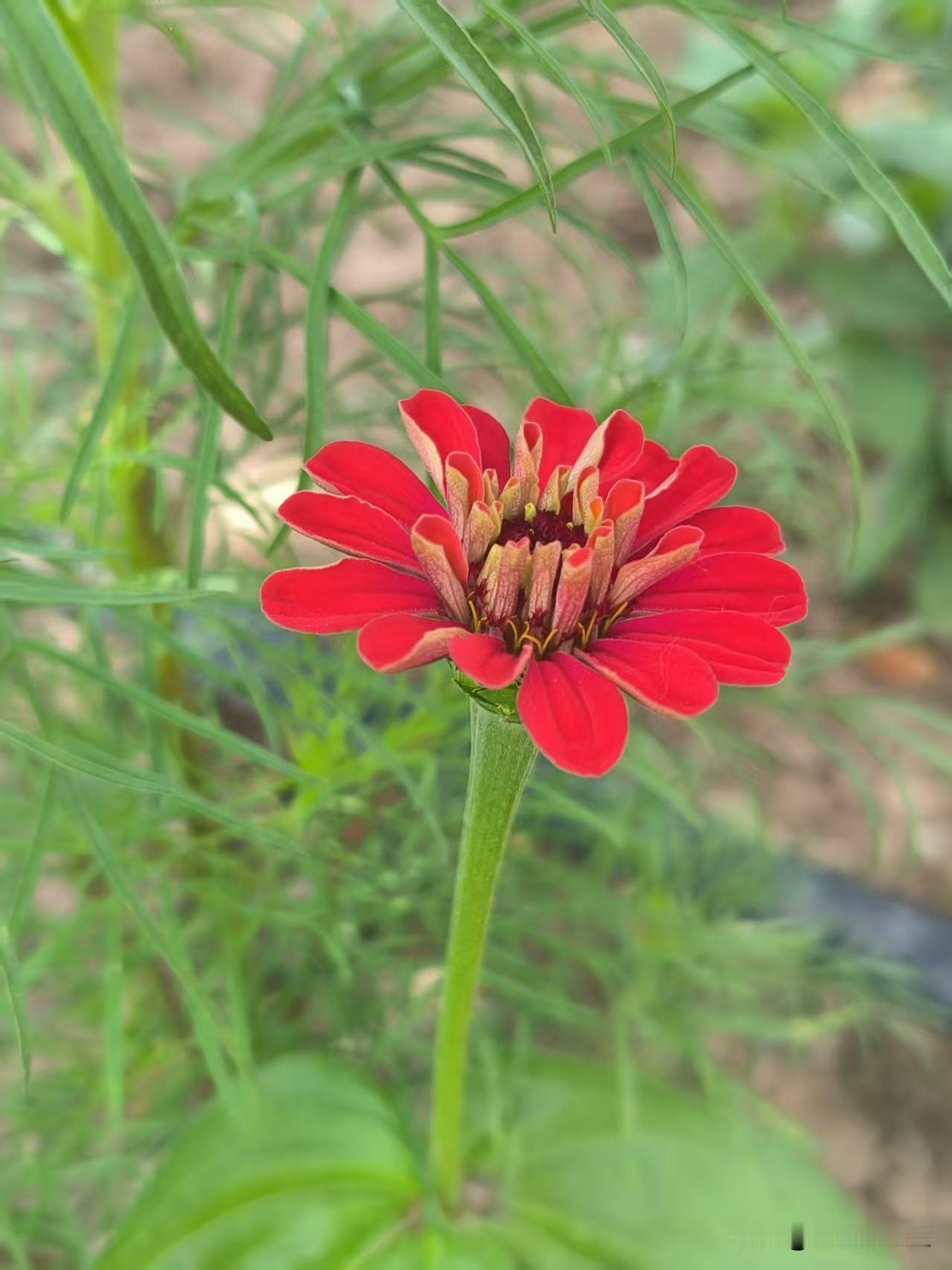 🏵️百日菊开，步步登高；花期百日，初心未改。不与春争，独艳夏秋；百日向阳，热烈