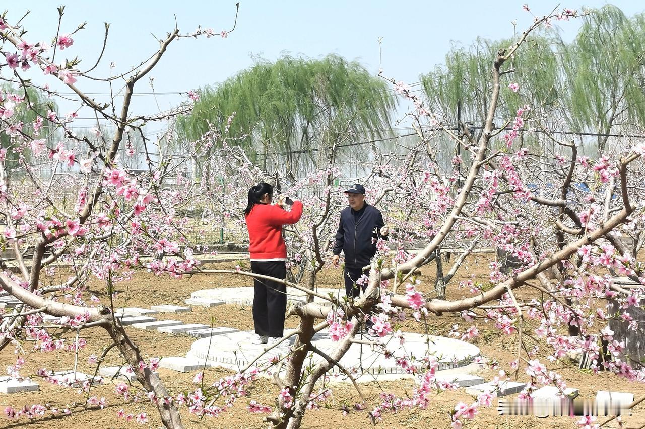 桃花源里可耕田[玫瑰]保定市徐水区霍大芳女子生产队！