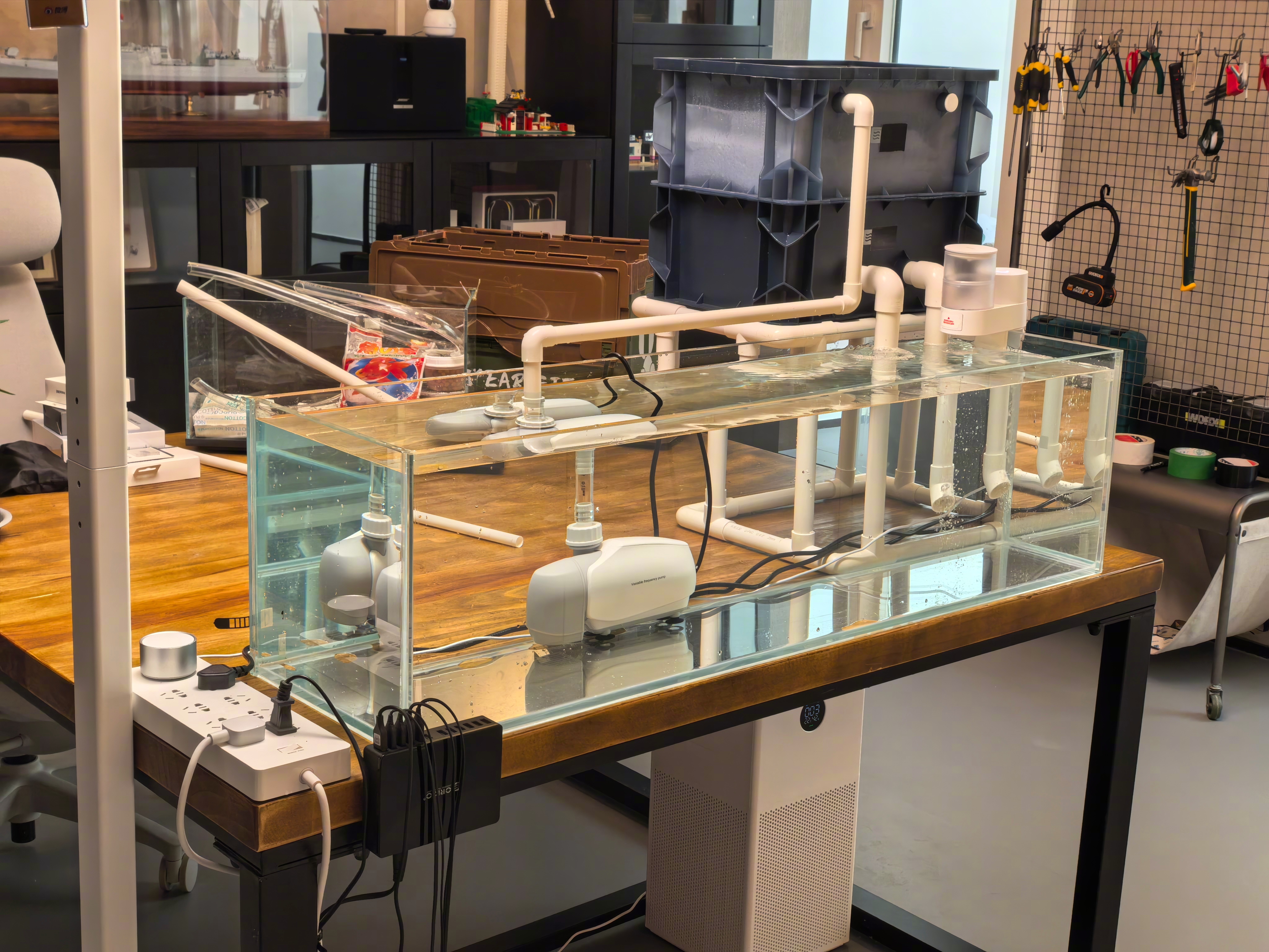 那天发贴说，开了个缸准备养兰寿金鱼，这几天拍游记不在家，水都养好了，鱼还没买。网