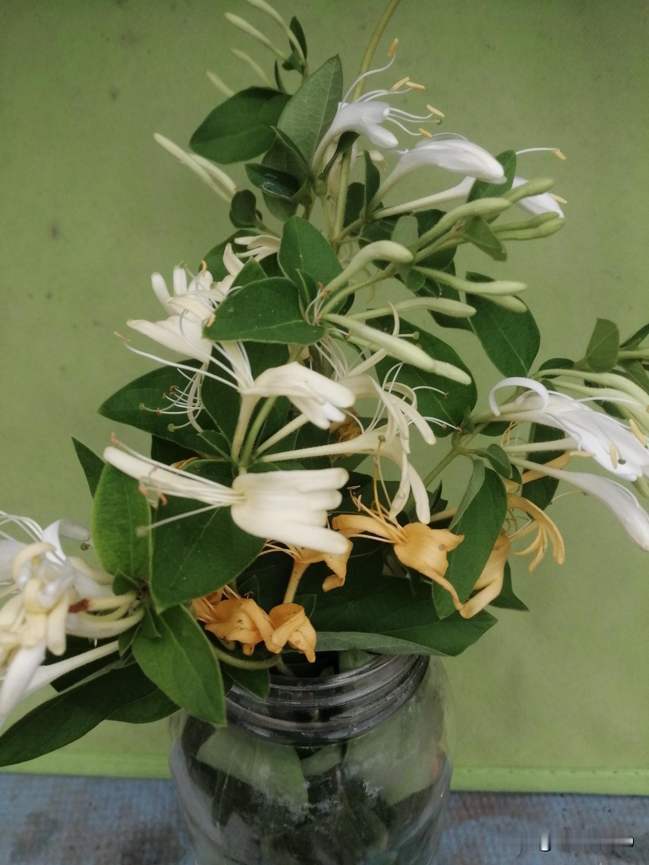 金银花多生长在长江或黄河以南，在东北地区有金银花吗？近日，在辽宁省丹东市地区某城