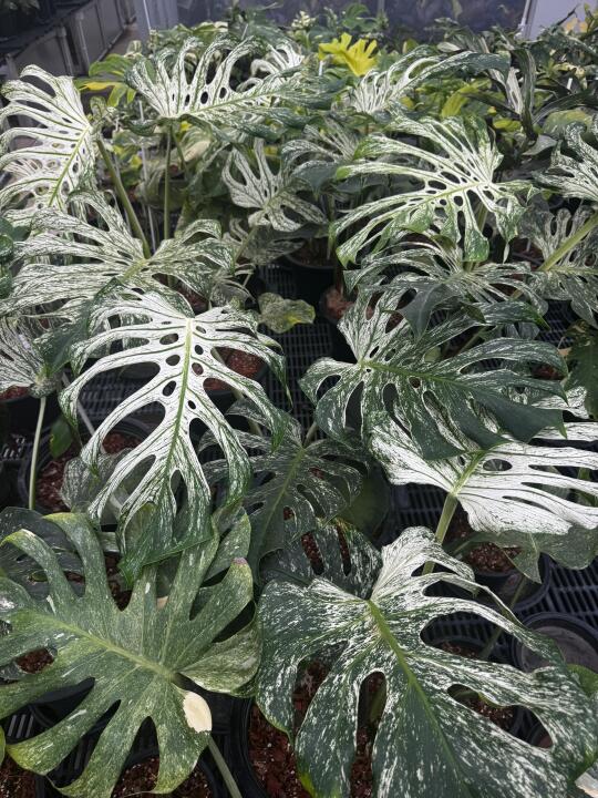 曾经王座上的芯片也终究落入了凡尘