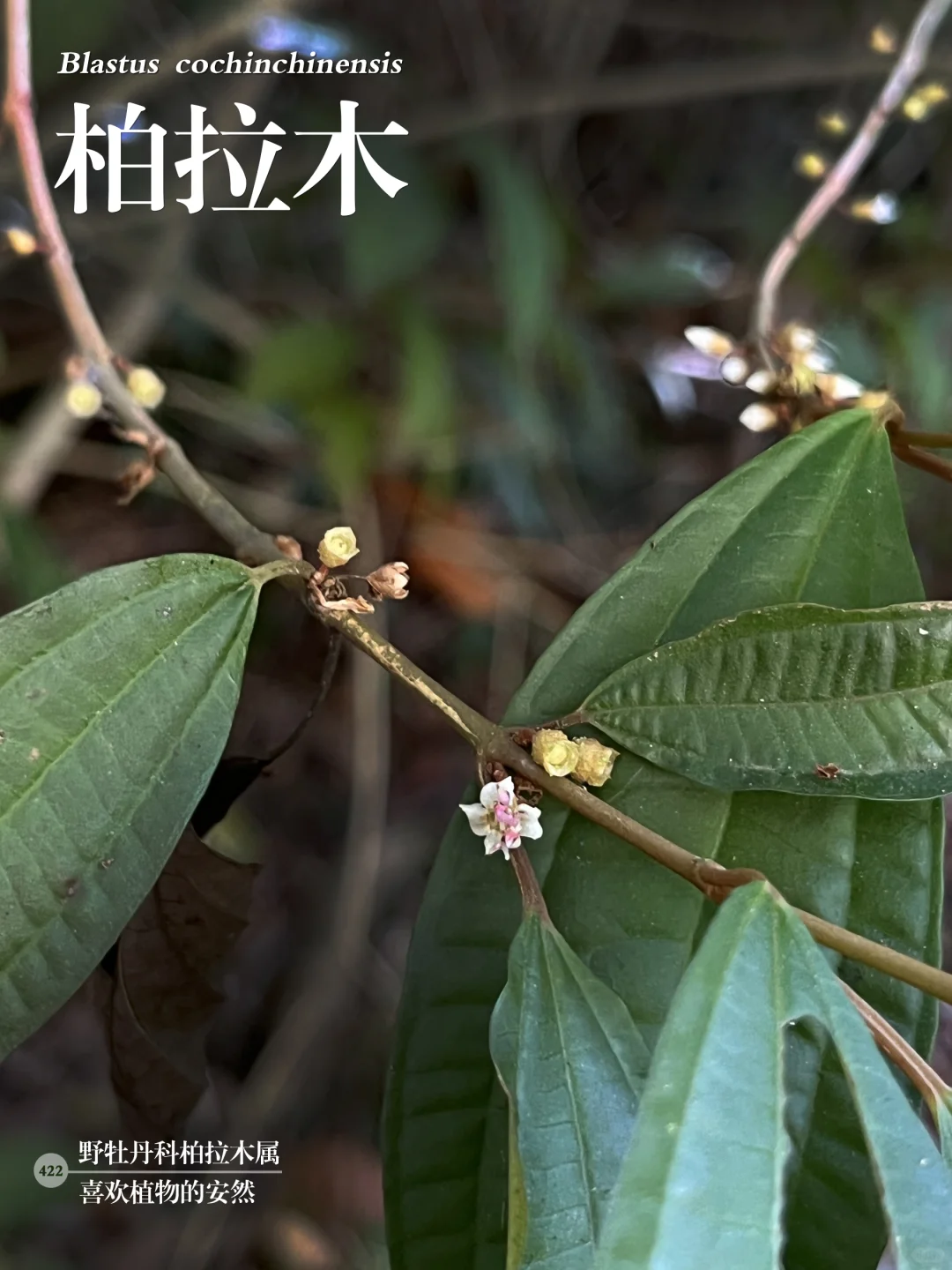 福州植物打标422 ｜ 柏拉木