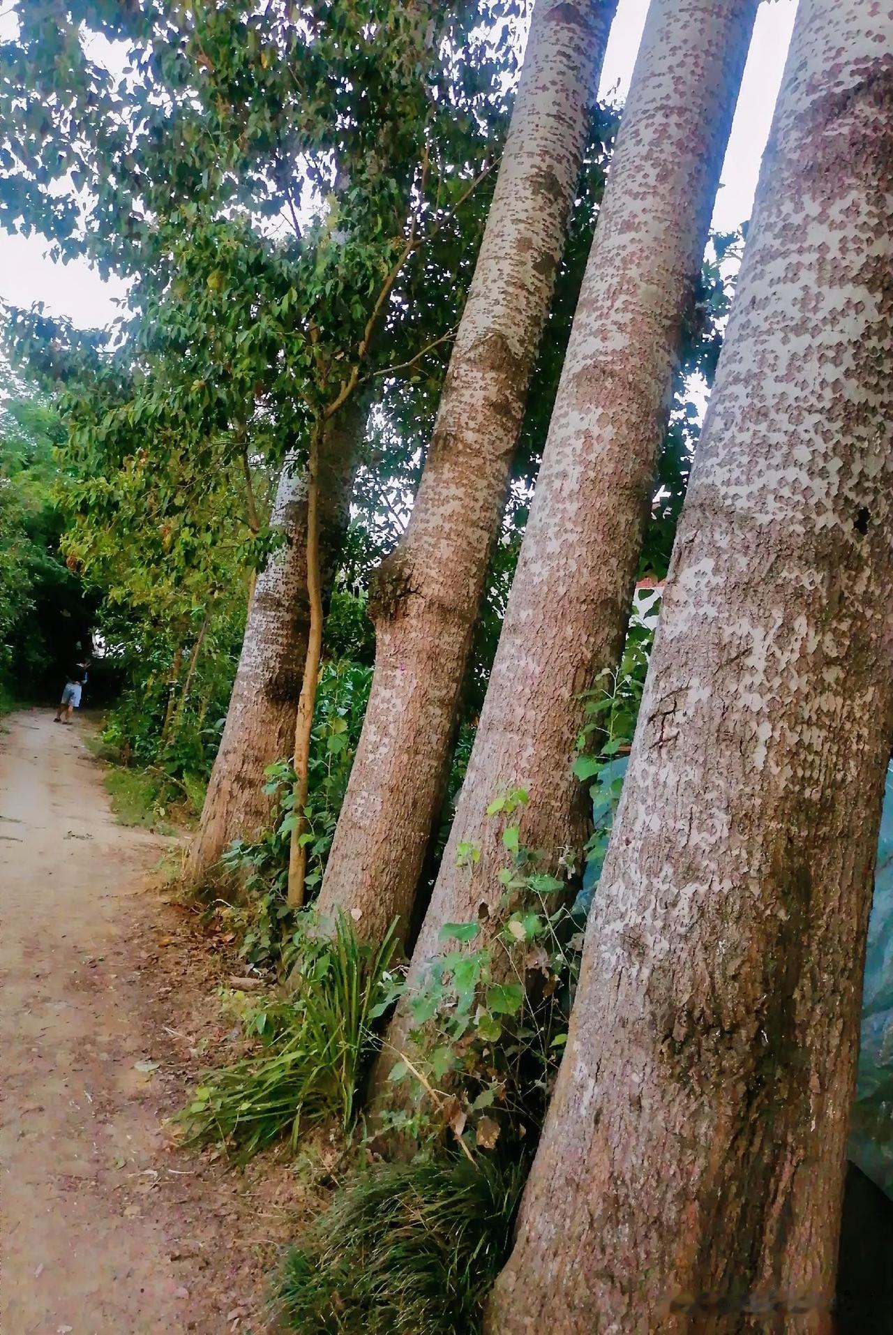 《小道大树（西安李林摄于汉中城固）》