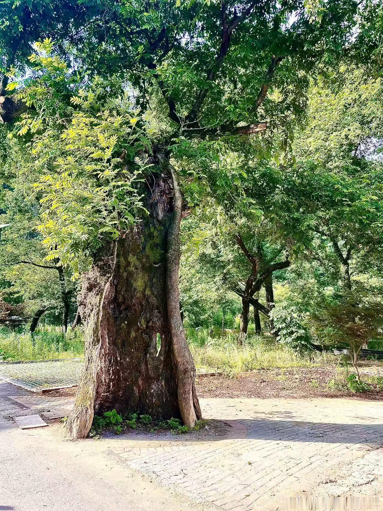 生活手记读书陆游的诗词选（一四三）乌夜啼纨扇婵娟素月，纱巾缥渺轻烟。高槐叶长阴初
