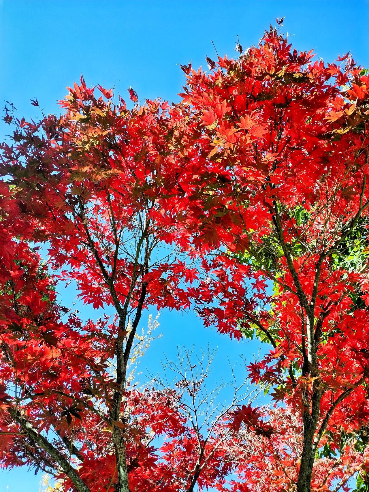 枫叶红似烈火，秋意愈发浓郁，景致美不胜收！🍁🍂🍃趁着这股秋意，出门漫步，邂