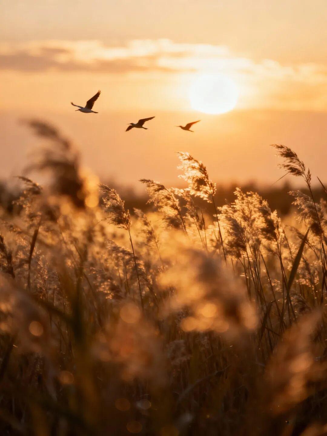 记录我的2026今年开始还没有到附近边上的公园里转转呢天天忙的不可开交，其实忙的