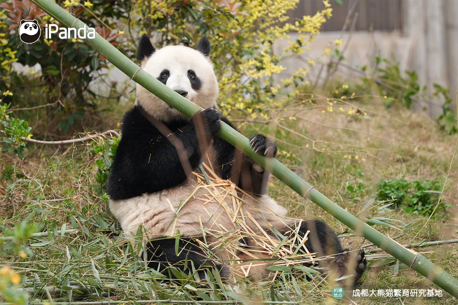 【大熊猫的治愈从早安开始 🌟】名熊名言：熊生不必复杂，一根好竹子，一片好阳光，