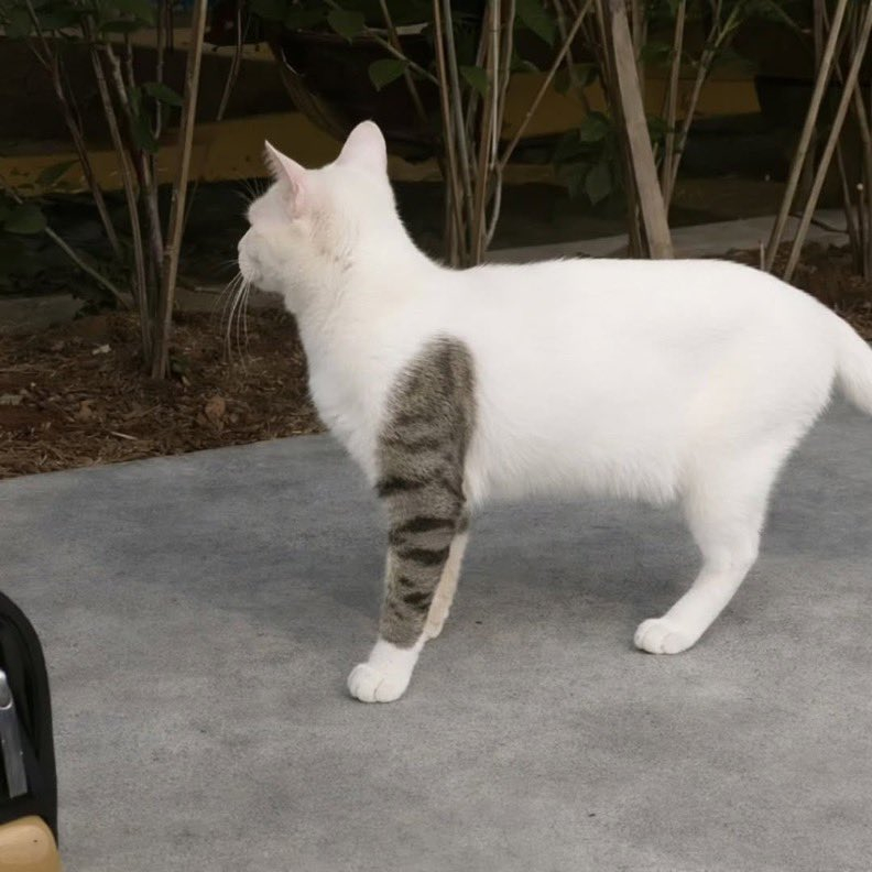 看！是巴基猫🐈 